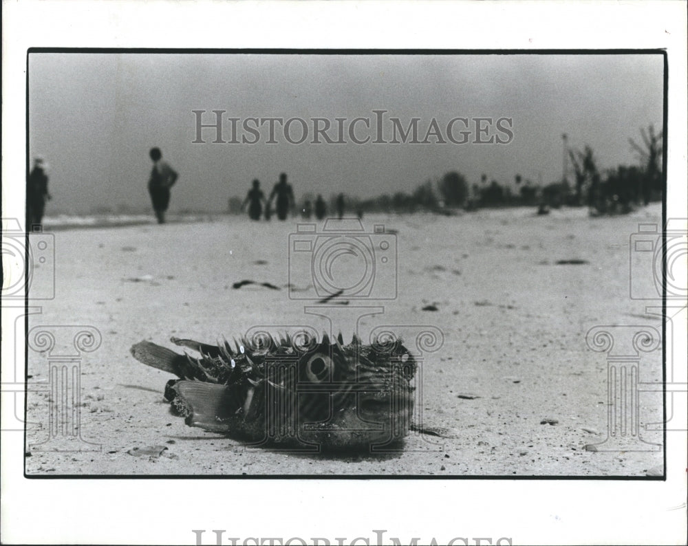 1984 Dead Fish Red Tide Pinellas beaches - Historic Images
