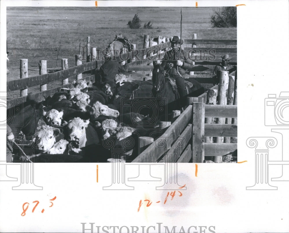 1973 Cowboy Rounding up the cows - Historic Images