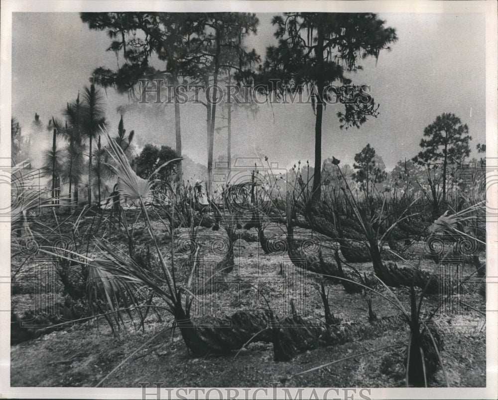 1972 fire trees brush - Historic Images