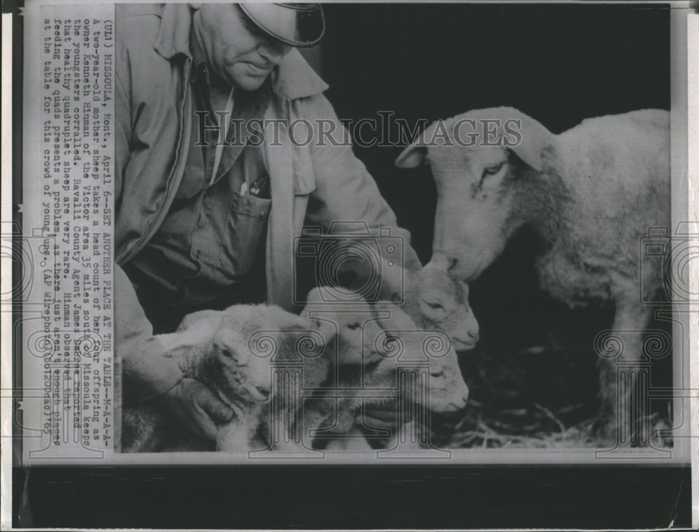 1965 A mother Sheep takes count of her youngins with owner - Historic Images