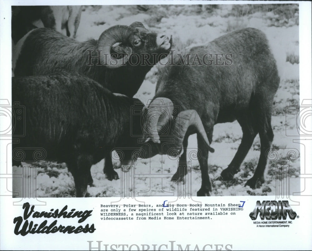 1987 Press Photo Big Horn Rocky Mountain Sheep Documentary - Historic Images