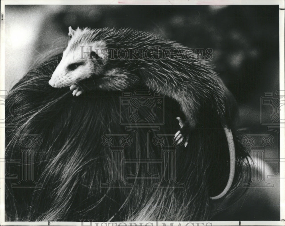 1980 Possum Sitting On A Child's Head - Historic Images
