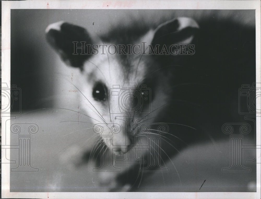 1967 Possum Baby Stares Into The Camera - Historic Images