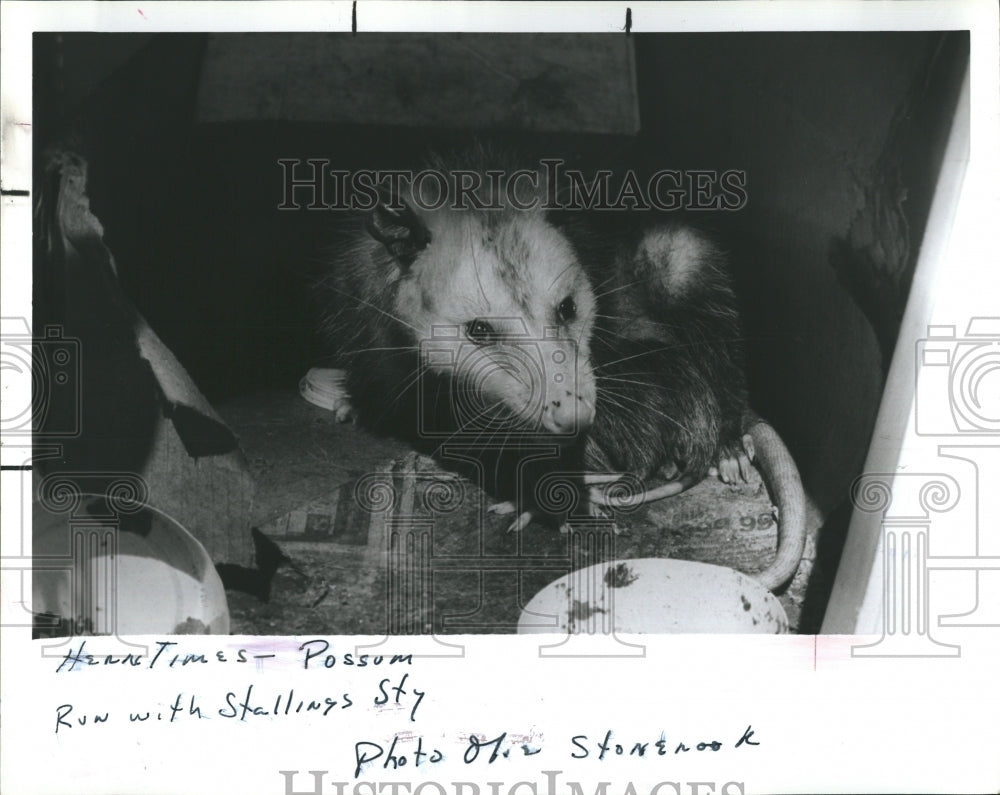 1986 Opossums found under a house. - Historic Images