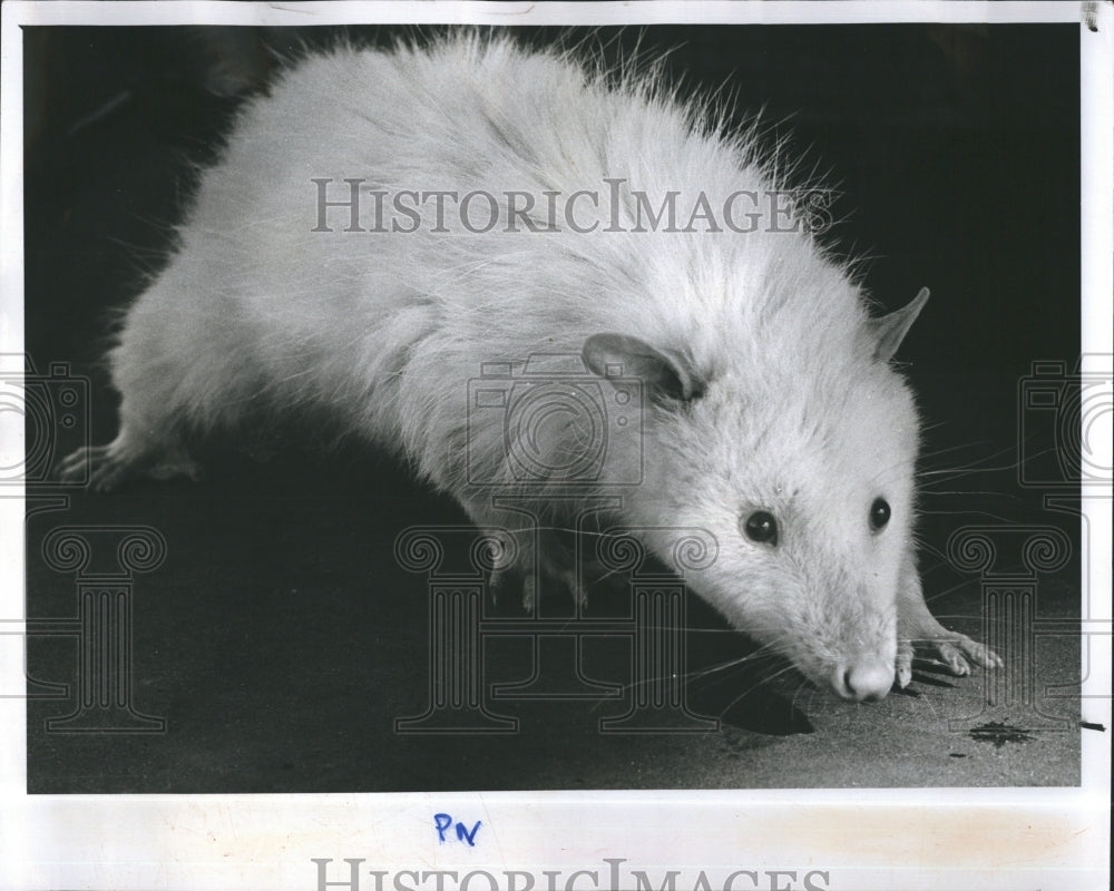 1978 Albino Possums - Historic Images