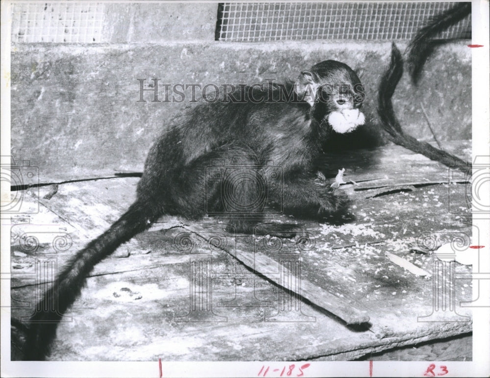 Press Photo Marmoset Monkey - Historic Images