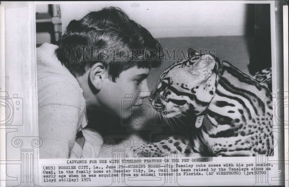 1971 Tip Tansley Florida Child Plays With Cheetah Animal - Historic Images