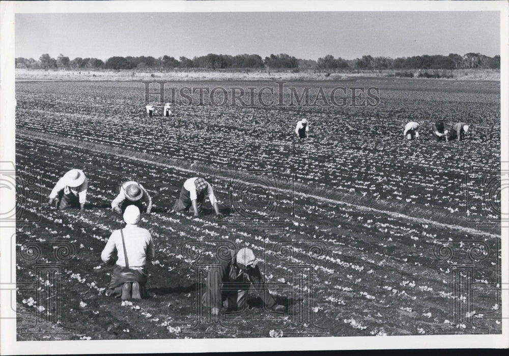 1963 Press Photo Farm Field Southeast of Sarasota Florida - RSJ00355 - Historic Images