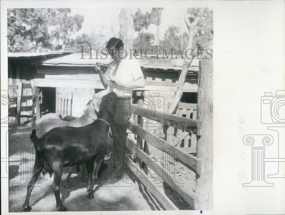 1971 Press Photo Fraser hale found some friendly models in these goats - Historic Images