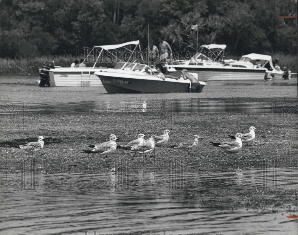 1979 Press Photo Young Seagulls On King's Bay At Crystal River - RSJ01557 - Historic Images