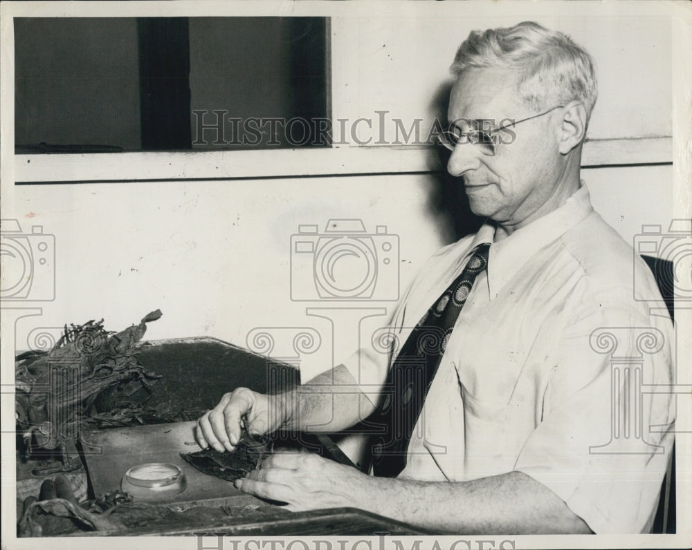 1947 Press Photo Harry Del Combo rolling cigars - Historic Images