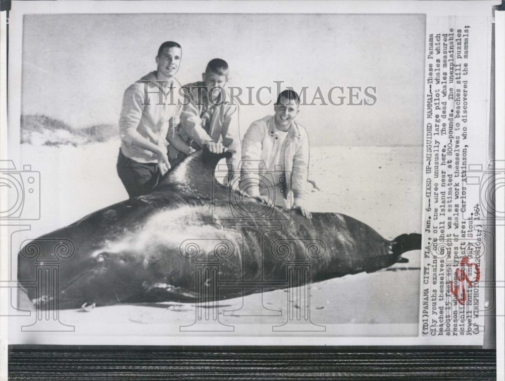 1964 Press Photo Pilot whales beached themselves at Panama Beach Fla - Historic Images