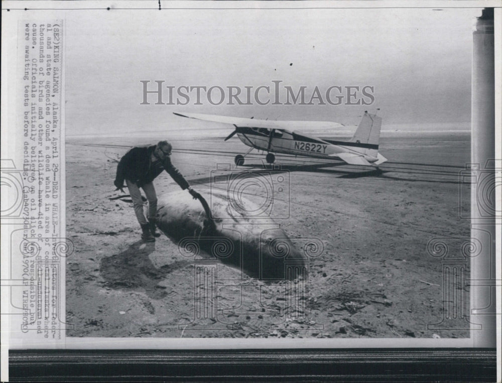 1970 Press Photo Dead whales on beach in Alaska - Historic Images