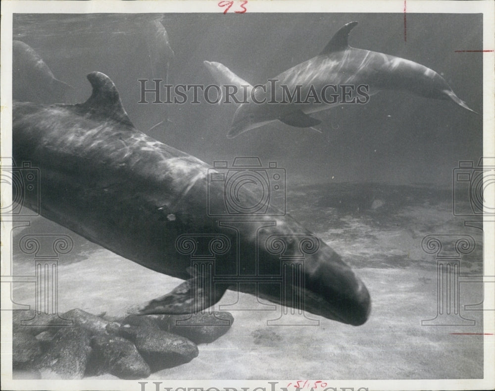 1970 Press Photo only survivor of mass whale suicide dies at Marineland Florida - Historic Images