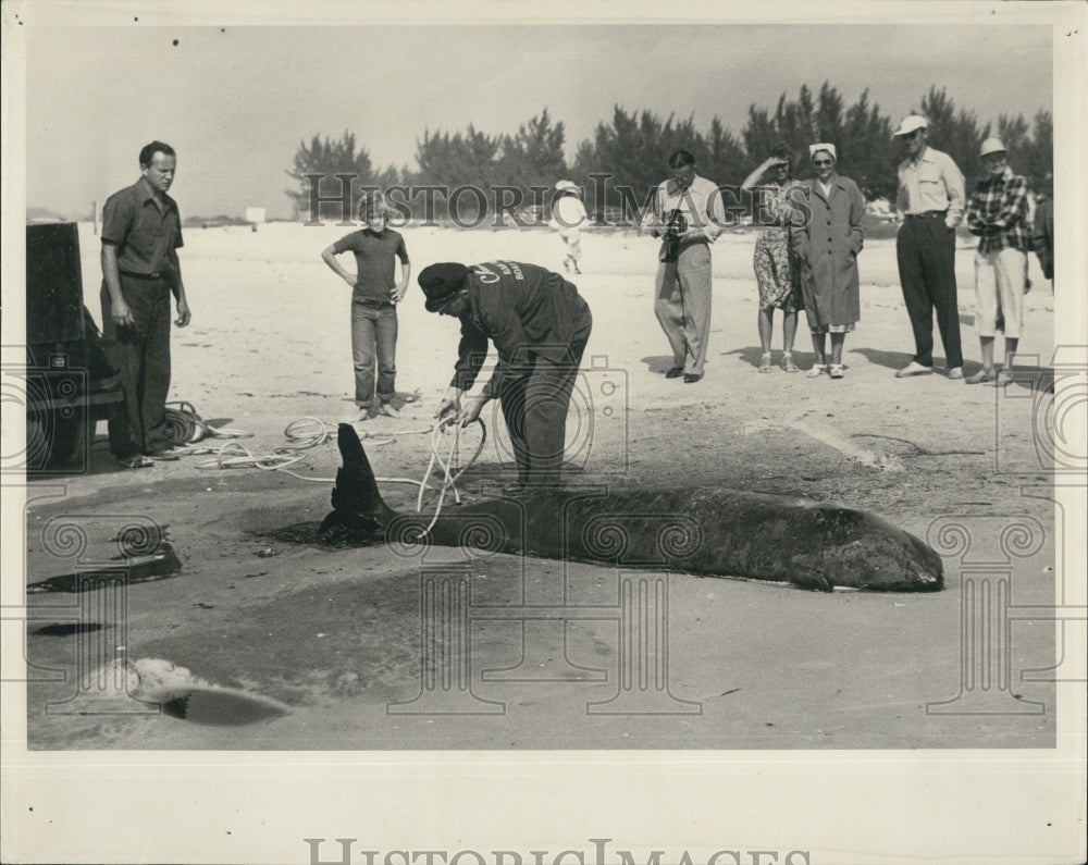 1949 Press Photo Beached whale prior to transport to Rettbergis Pier - Historic Images