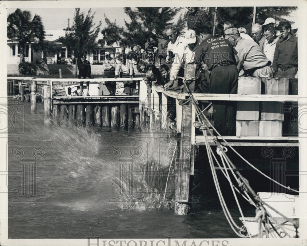 1949 Press Photo Rescued beached mother and baby whales being dropped in the sea - Historic Images