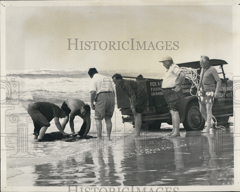 1949 Beached whale being rescued - Historic Images