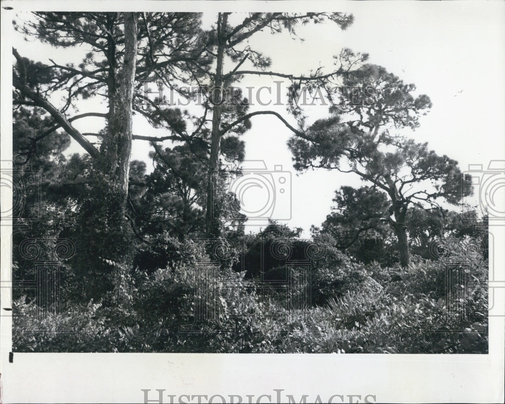 1981 Press Photo Wilderness Outside Bay Pines Hospital Florida Recommended - Historic Images