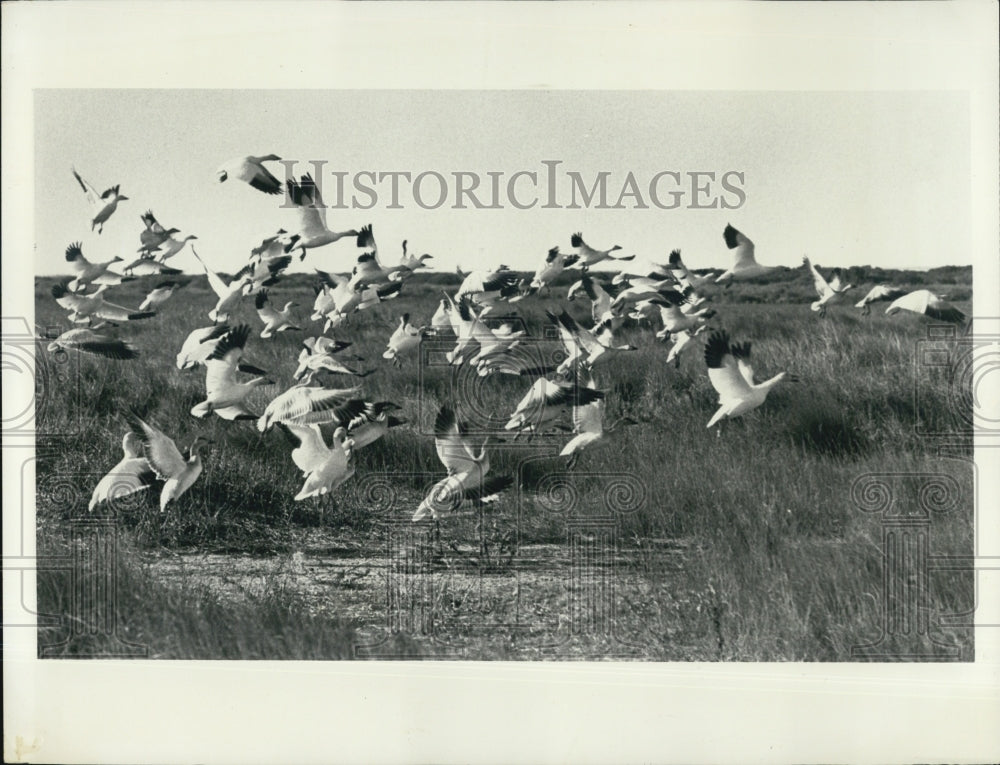 1972 Press Photo Ducks Pea Island National Wildlife Refuge Cape Hatteras - Historic Images