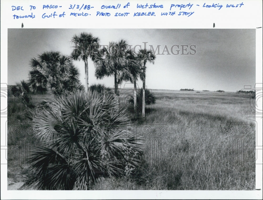 1988 Press Photo Westone Tract, Gilf of Mexico, Pithlachascotee River - Historic Images