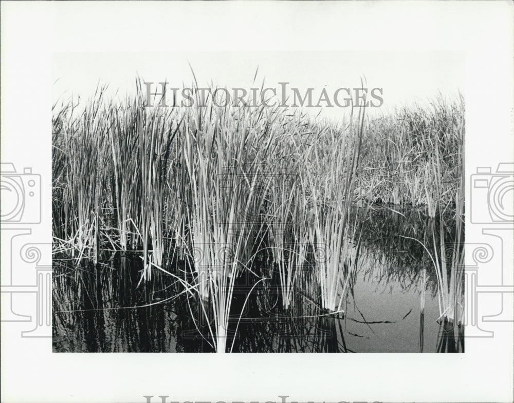 1985 Press Photo Wetland Reeds, Lake Behind Pinellas Park, Florida - Historic Images