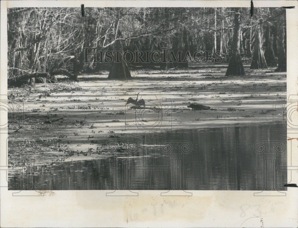 1973 Press Photo Telegraph Swamp, Florida Coastal Zone - RSJ02655 - Historic Images