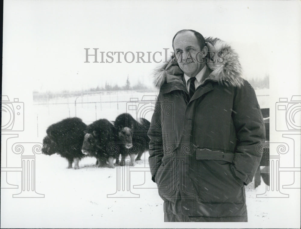 1973 Press Photo Dr John Teal of Alaska  Artic Musk Oxen on&quot;Adventure&quot; - Historic Images