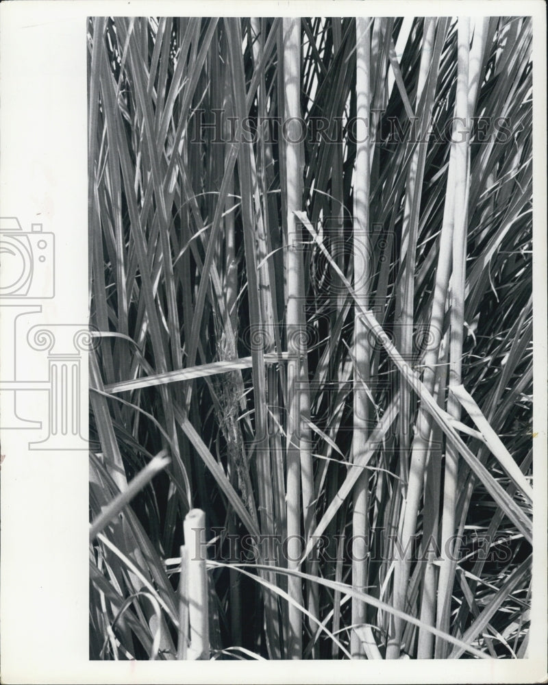 1972 Press Photo Closeup of Tall Grass In Field - Historic Images