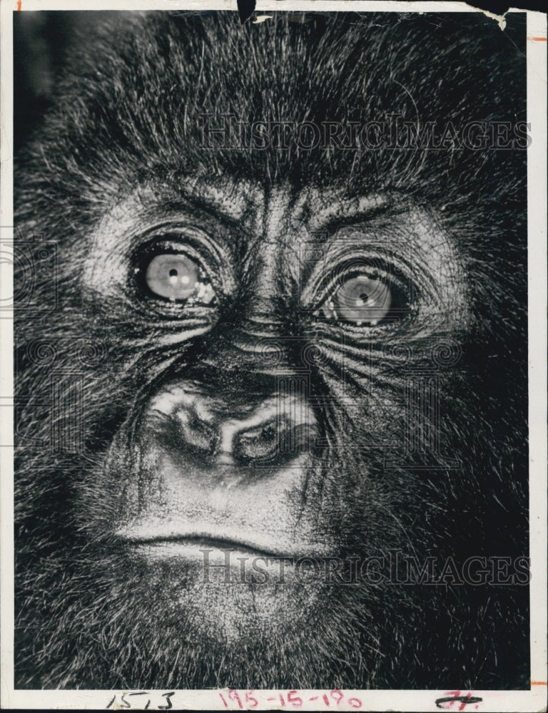 1971 Press Photo Mountain Gorilla Of Kivu Province - Historic Images