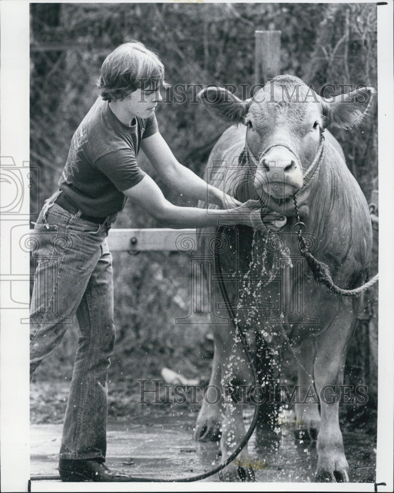 1983 Press Photo Mike Rummel Washes Steer, Cow Entered In Pinellas County Fair - Historic Images