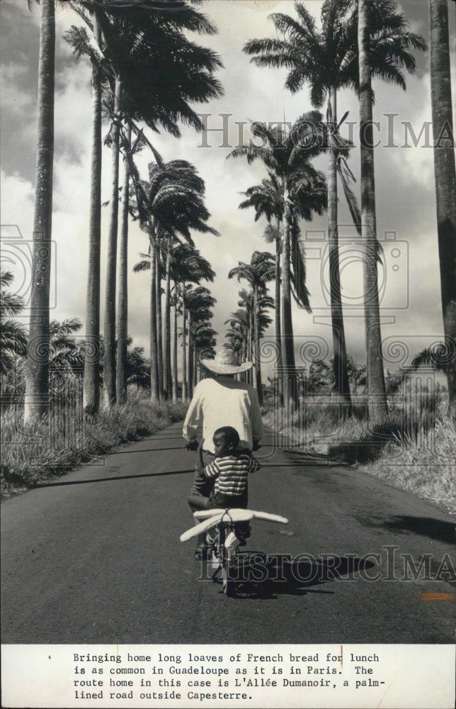 1972 Press Photo L&#39;Allee Dumanoir, a palm-lined road outside Capesterre - Historic Images