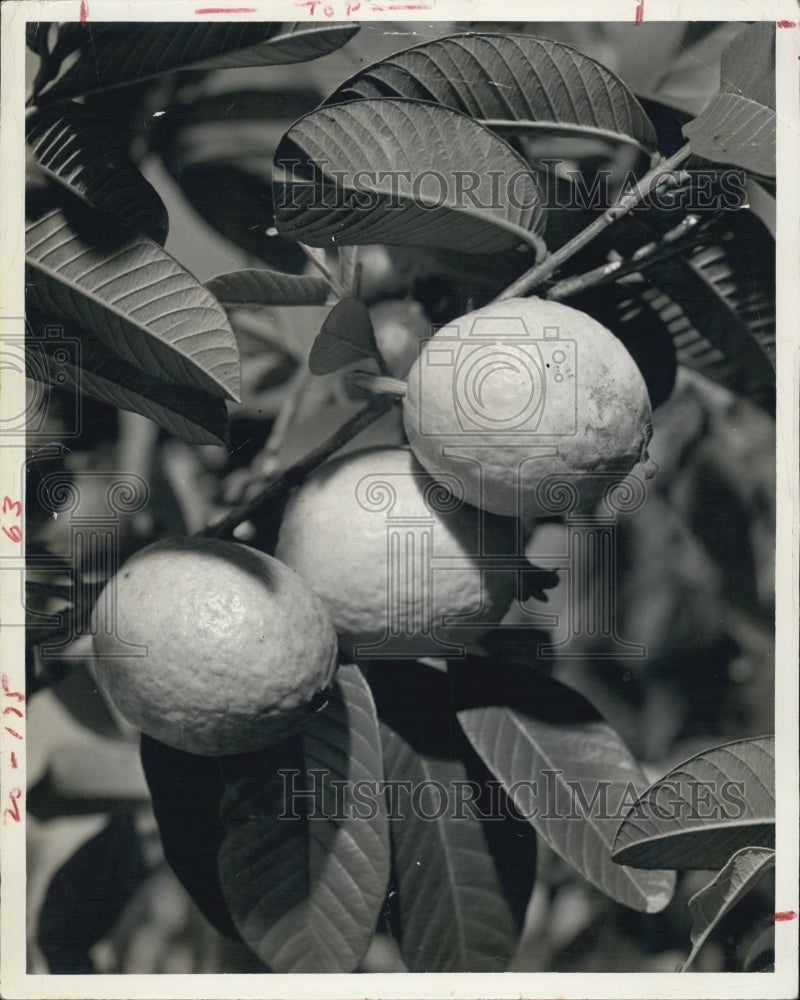 1967 Press Photo Guavas Grown In Florida As Plant Or Tree - Historic Images