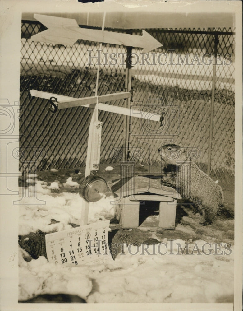 1939 Press Photo Mr Groundhog - Historic Images