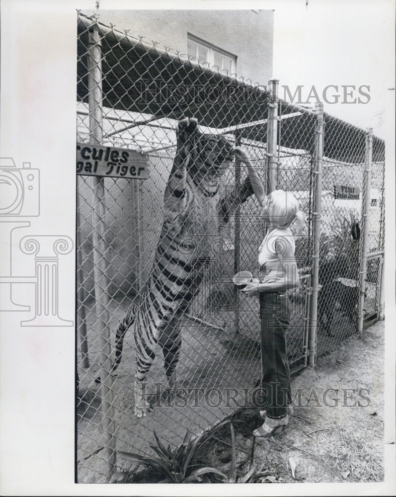 1981 Press Photo Joy Holliday feed her tiger - Historic Images