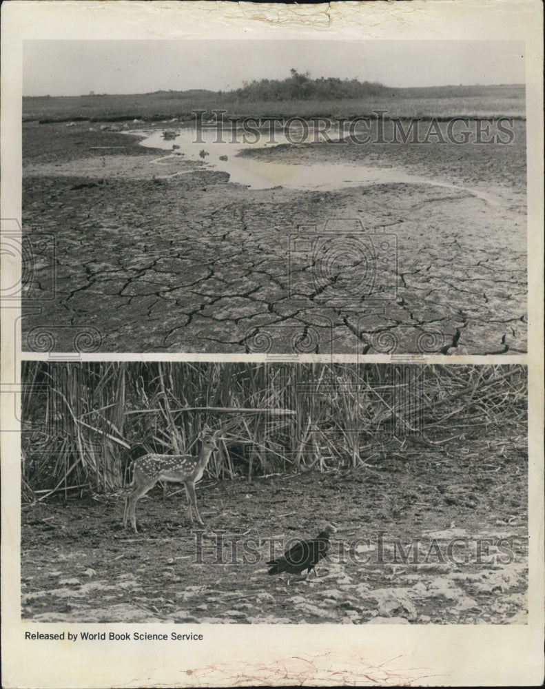 1971 Press Photo Drought Scenes in Florida Everglades, Deer &amp; Bird @ Shark River - Historic Images