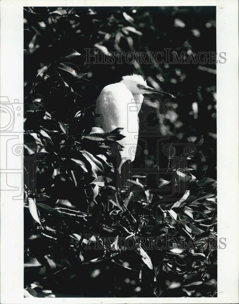 1987 Press Photo Egret Bird Perching in Mangrove Tree - Historic Images