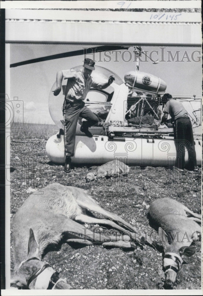 1966 Press Photo Tied &amp; masked deers await helicopter transportation - Historic Images