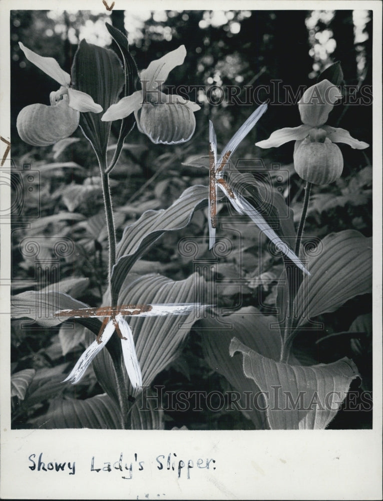 1941 Press Photo A picture of Lady&#39;s slipper - Historic Images
