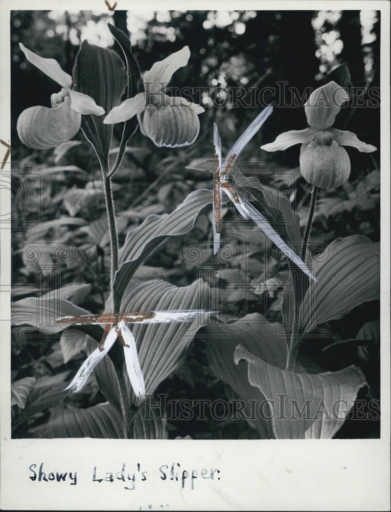 1941 Press Photo A picture of Lady's slipper - Historic Images