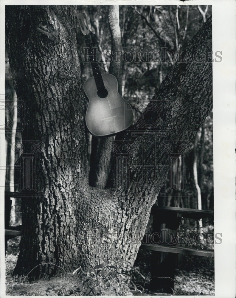 Press Photo Guitar Guitar in a Tree - RSJ07333 - Historic Images