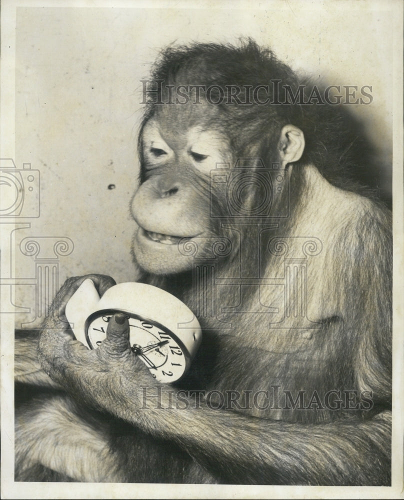 1954 Press Photo Orangutang Ling Wong At Lincoln Park Zoo - RSJ07395 - Historic Images