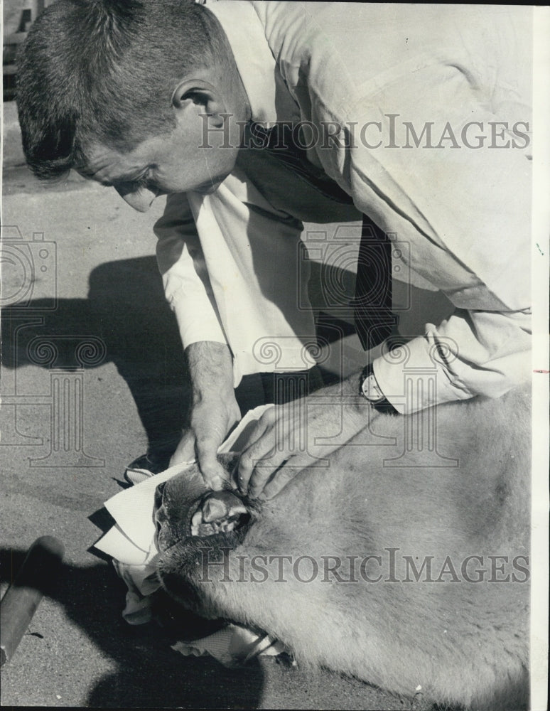 1966 Press Photo Mike Alaskan Polar Bear Dr Lester Fisher Extracts Mike&#39;s Teeth - Historic Images