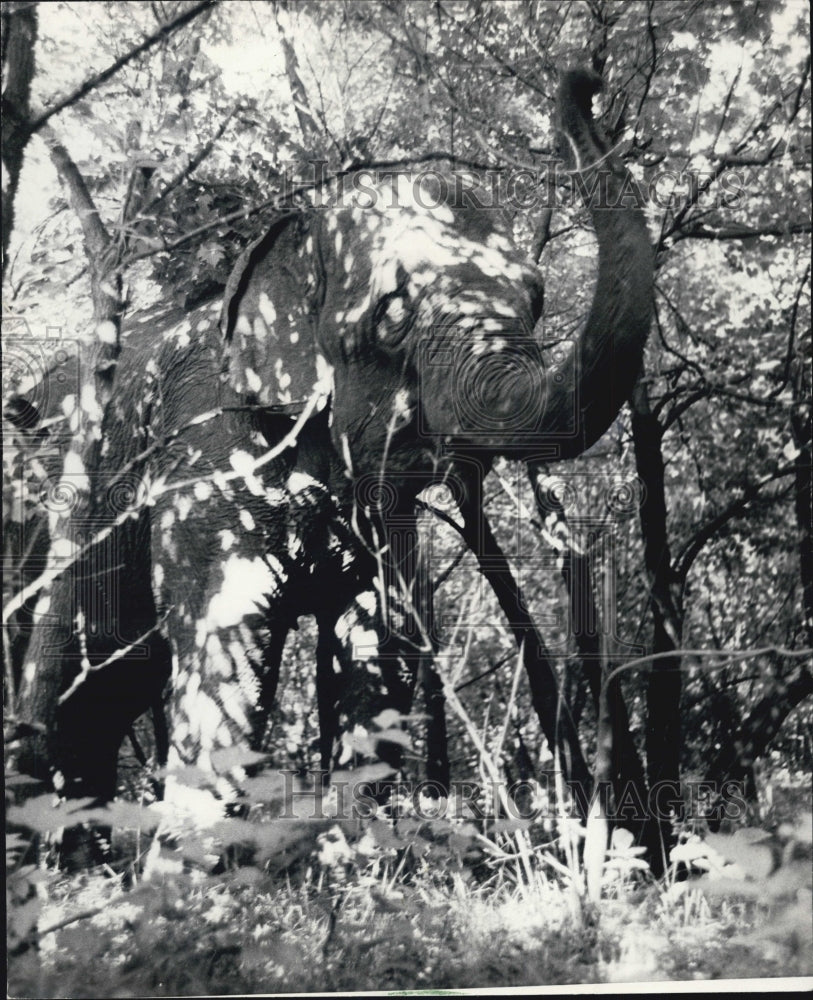 1966 Press Photo Elephant Named Barbara Schiller Woods Forest Preserv - Historic Images