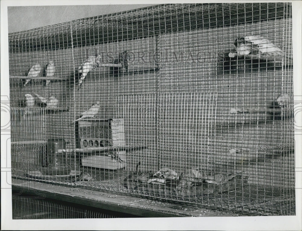 Press Photo Many parakeets in a cage - Historic Images