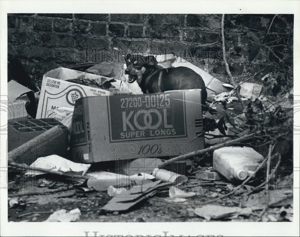 1980 Press Photo Dogs Roaming Streets Looking for Food Detroit News - Historic Images