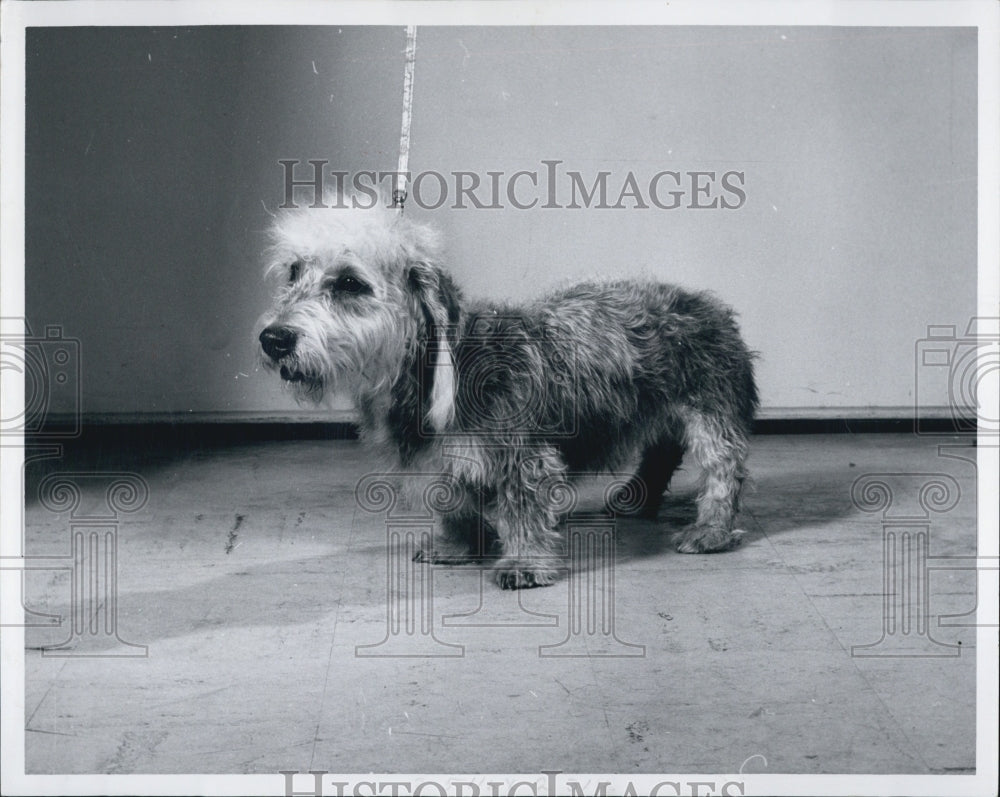 1963 Press Photo Dandie Dinmont Mike Corky Mrs George McCarter - RSJ12563 - Historic Images