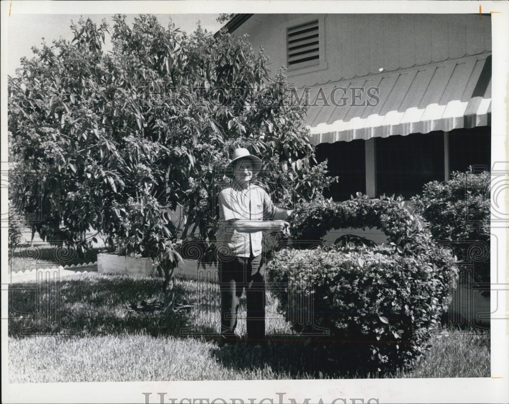 1971 Press Photo Frank Mank Trimmin Ixora Shrub - Historic Images