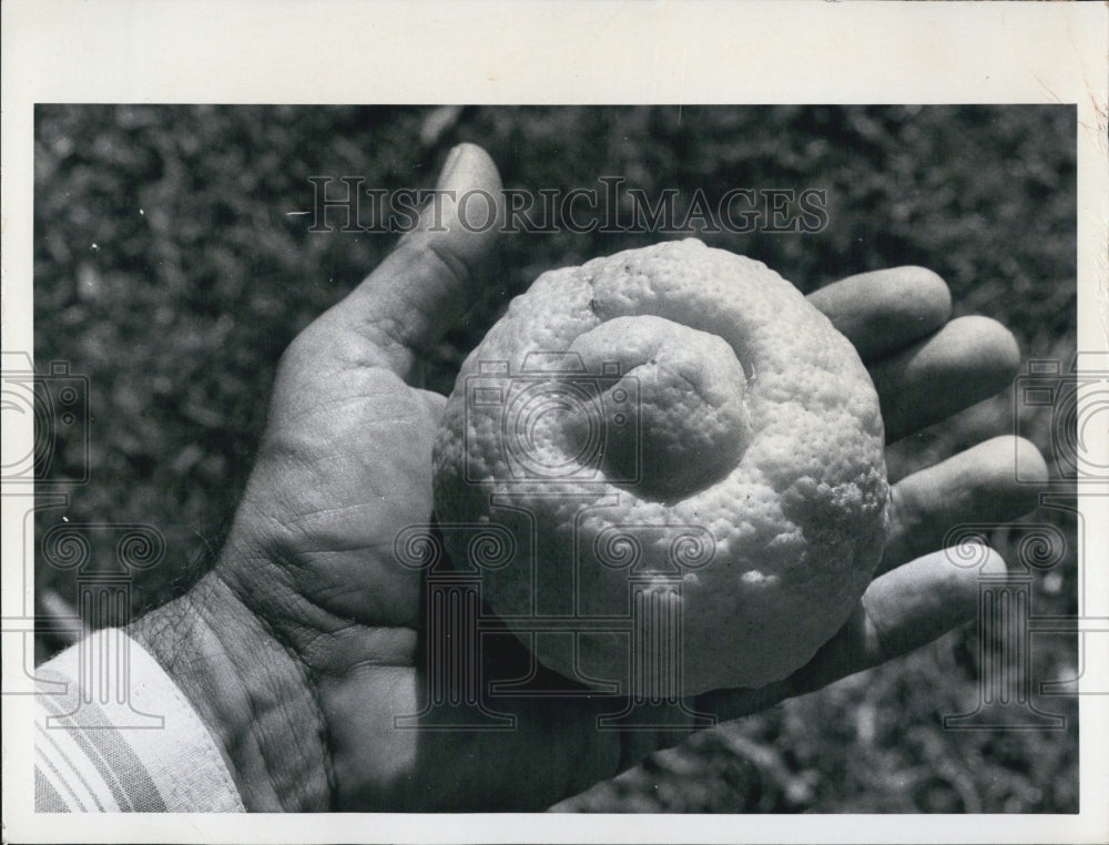 1974 Press Photo Lemon With Thick Skin Good For Lemon Pies - Historic Images