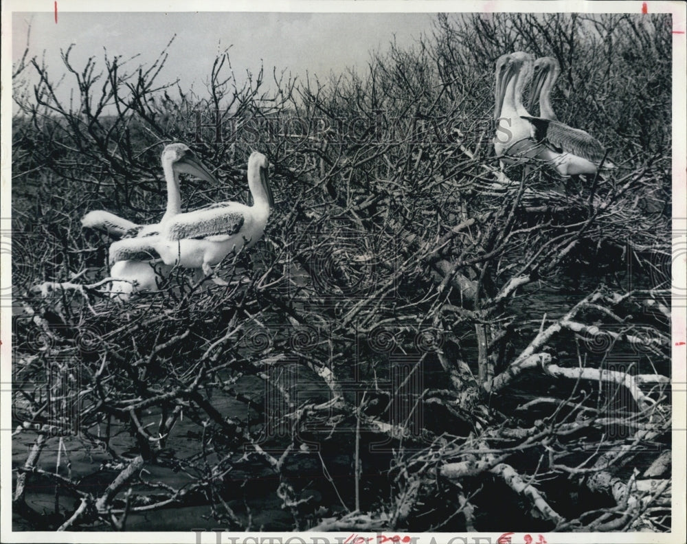 1970 Press Photo Withlacoochee River Birds - RSJ14695 - Historic Images