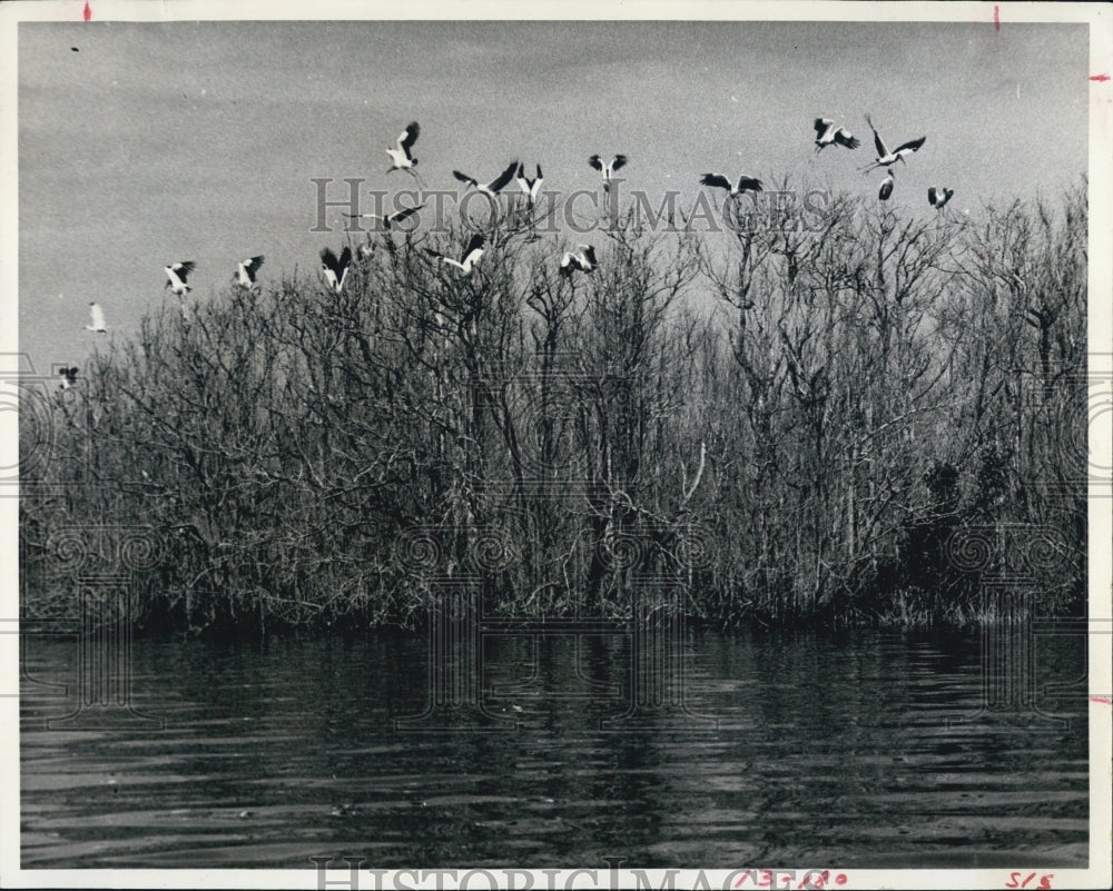 1970 Press Photo Withlacoochee River Pelicans - Historic Images